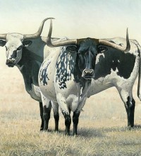 Wade’s Longhorns