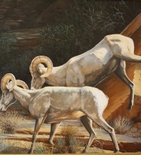 Desert Bighorns