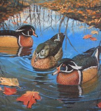 Wood Ducks