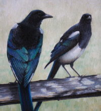 Magpies